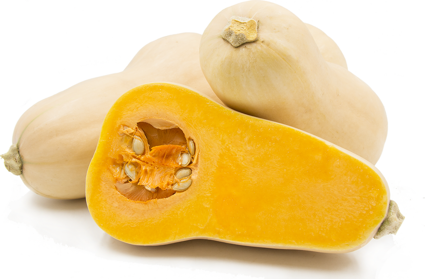 Butternut Squash picture