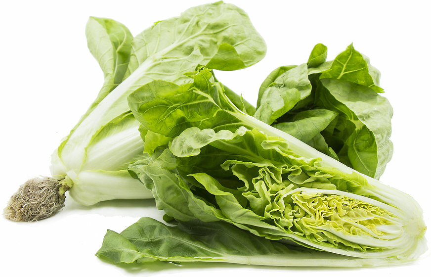 Tian Bok Choy picture