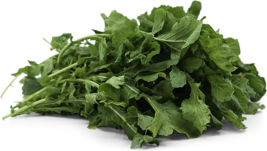 Arugula picture