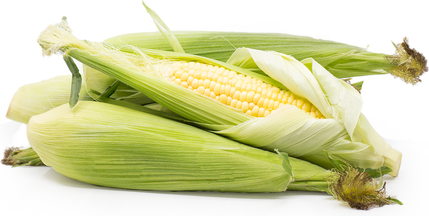 Yellow Corn picture