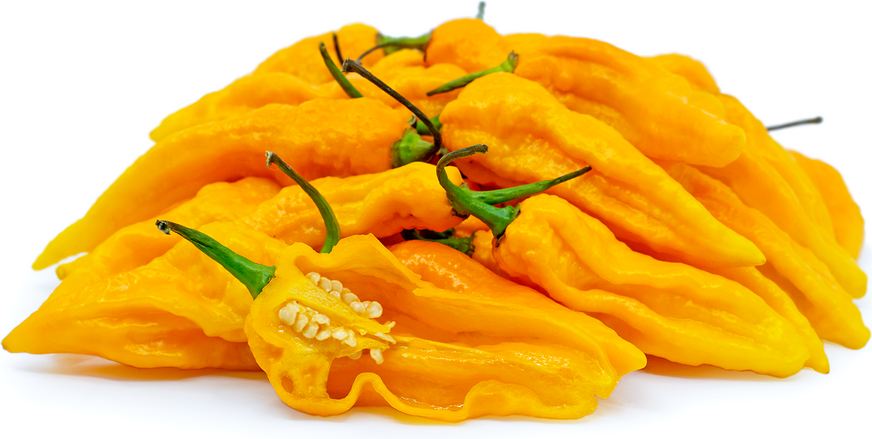 Yellow Ghost Chile Pepper picture