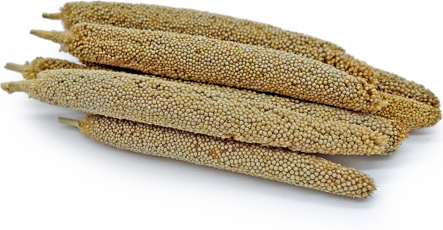 kambu à®à¯à®à®¾à®© ப஠மà¯à®à®¿à®µà¯
