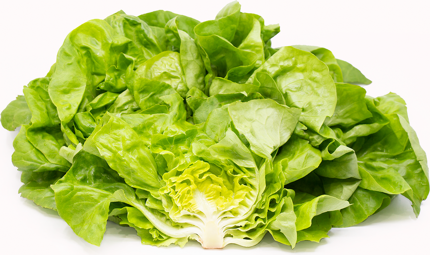 Butter Lettuce picture