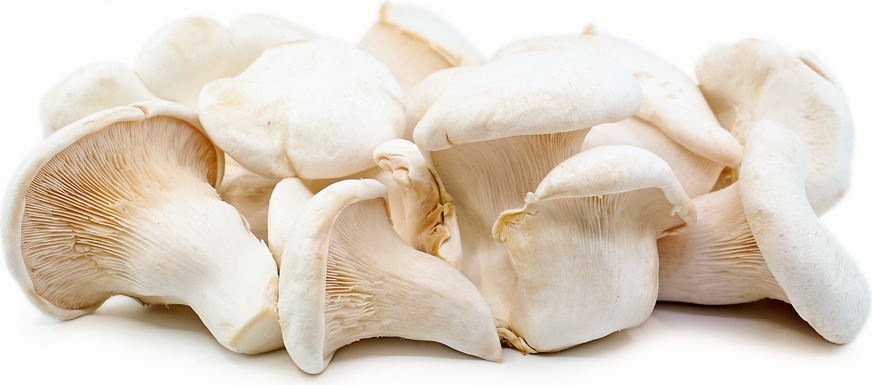 Nebrodini Bianco Mushrooms picture