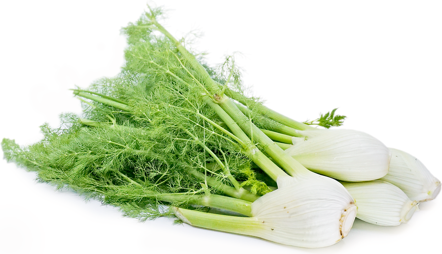 Fennel picture