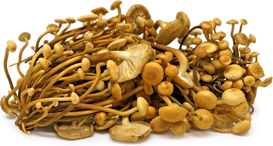 Foraged Golden Enoki Mushrooms picture