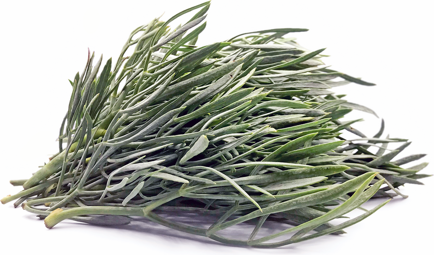 Foraged Sea Fennel picture