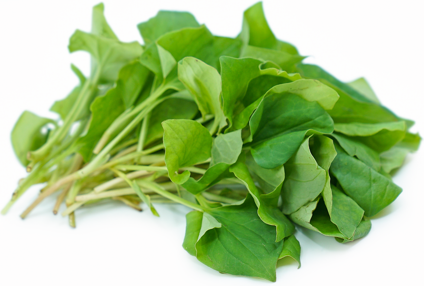 Fish Mint picture
