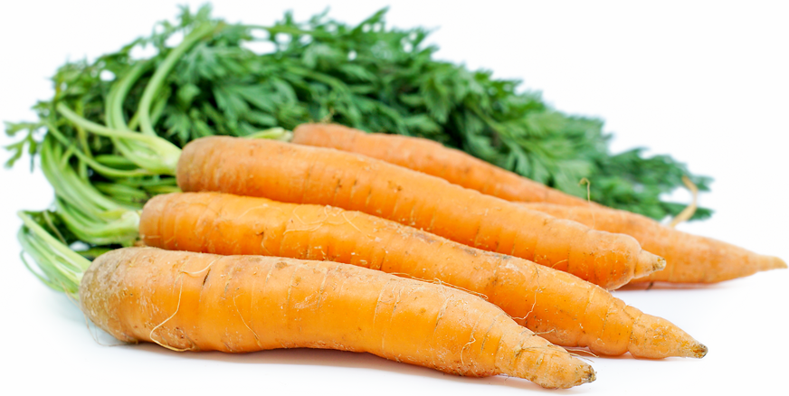 Orange Bunched Carrots picture