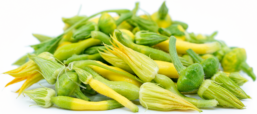 TinyVeggies™ Squash picture