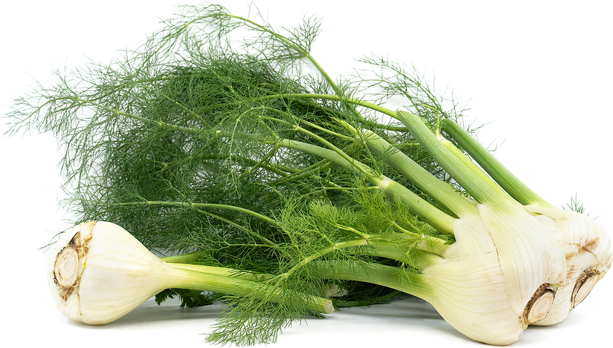 Fennel picture