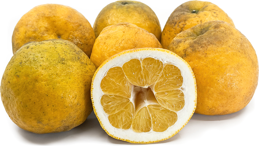 Japanese Grapefruit picture