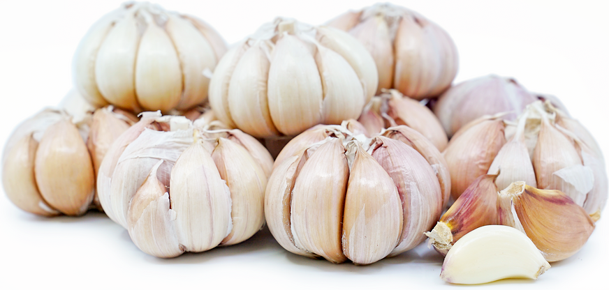 Garlic picture