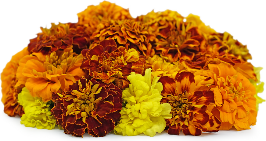 Marigold Flowers picture