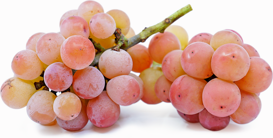 Queen Nina Grapes Information and Facts