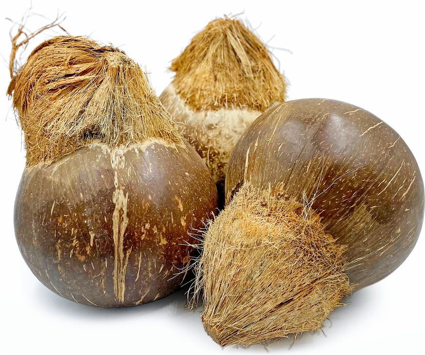 Kappadam Coconut picture