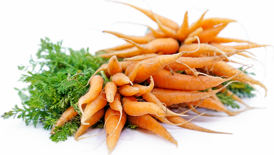 Orange Bunch Carrots picture