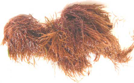 Red Ogo Seaweed picture