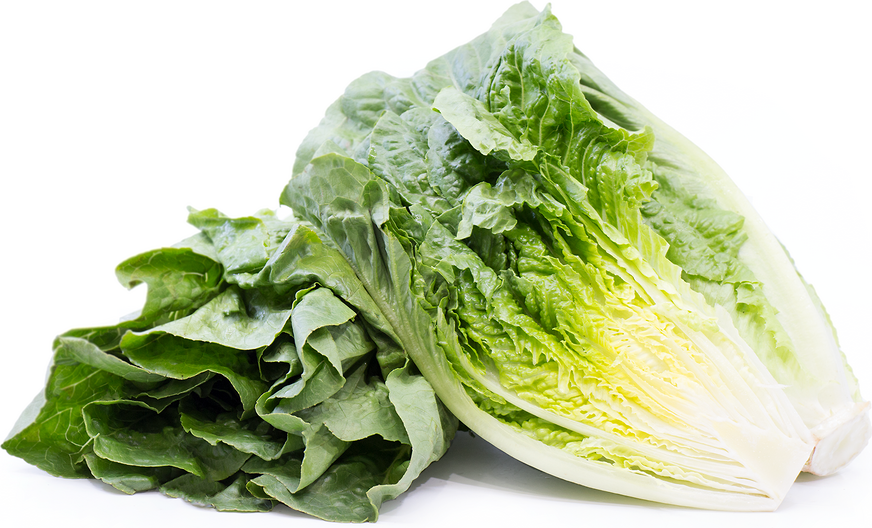 Organic Green Romaine Lettuce picture