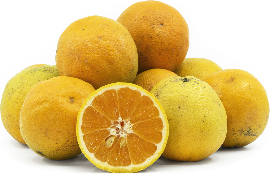 Valencia Oranges picture
