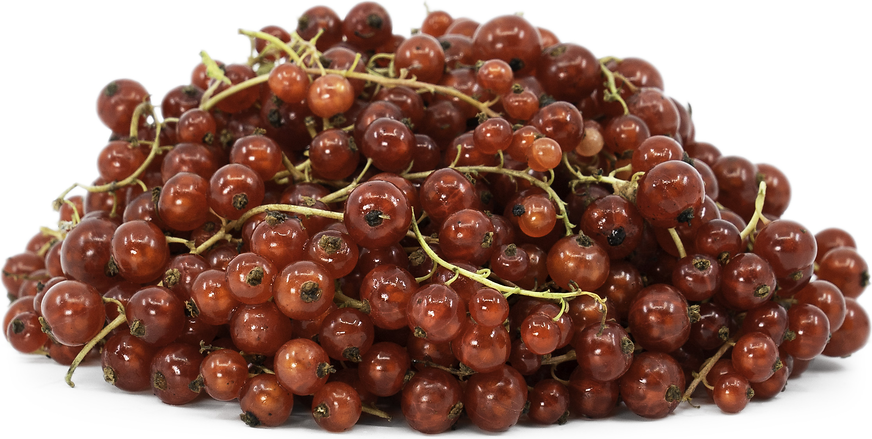 Red Currant Berries picture