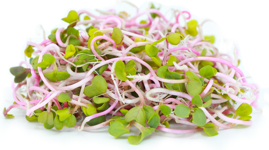 China Rose Sprouts picture