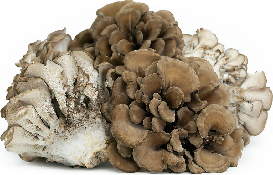 Mush Maitake Frondosa picture