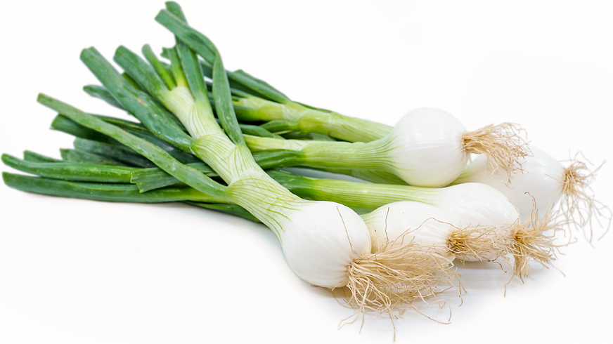 White Spring Onions picture