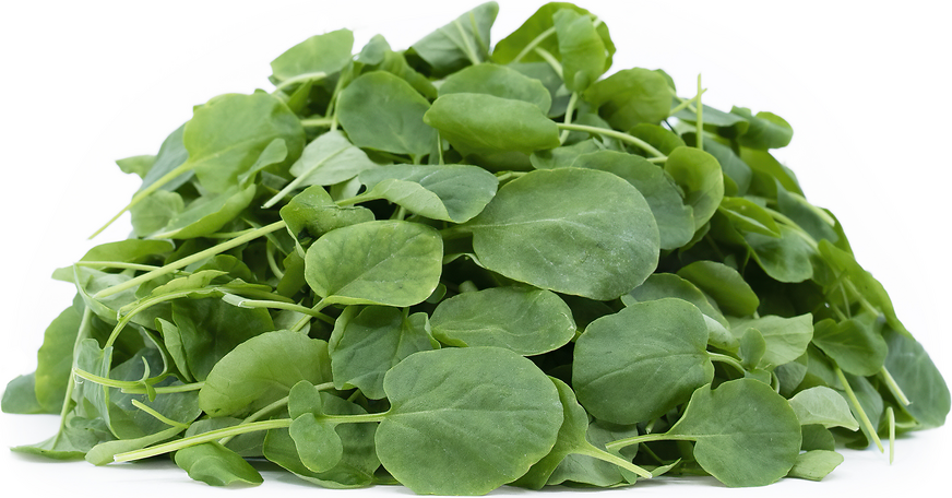 Petite® Watercress picture