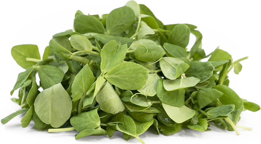 Petite® Pea Greens™ picture