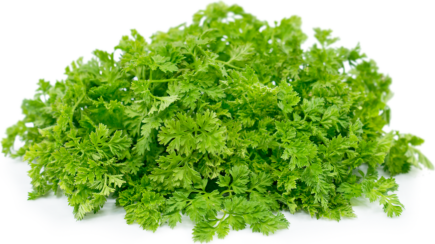 Chervil picture