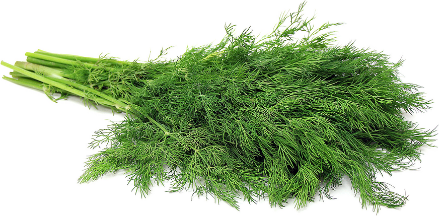 Organic Baby Dill picture
