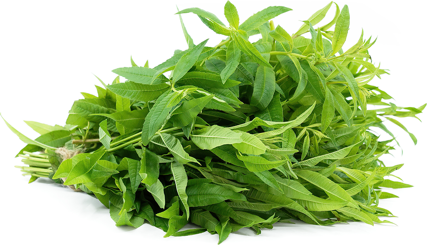 Lemon Verbena picture