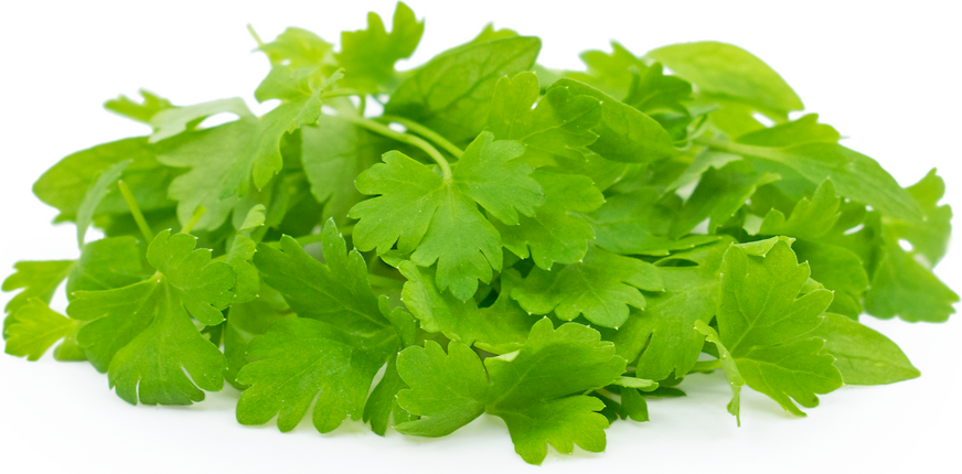 Micro Italian Parsley picture