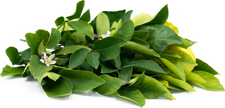 Lemon Leaves picture