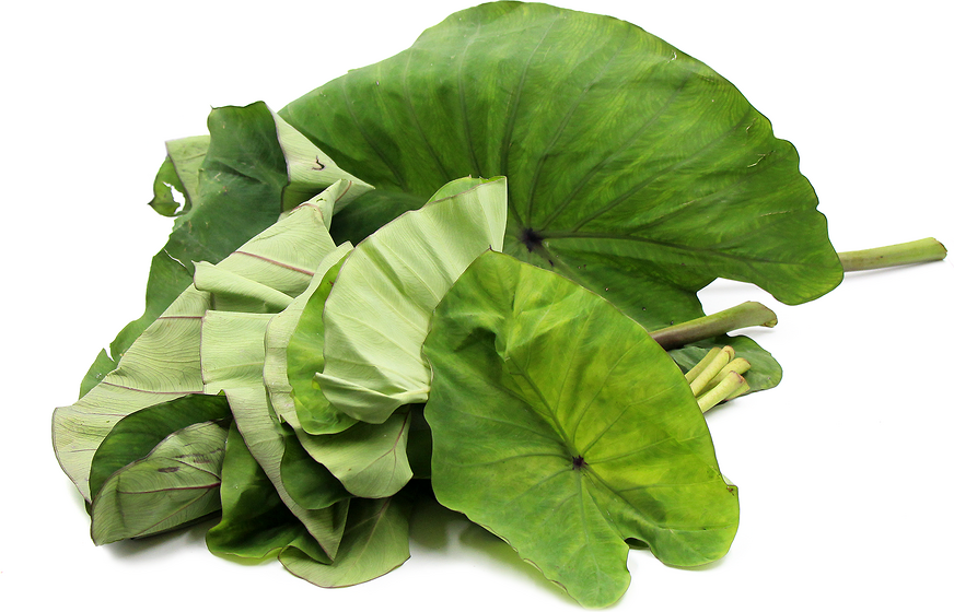 Taro Leaves picture