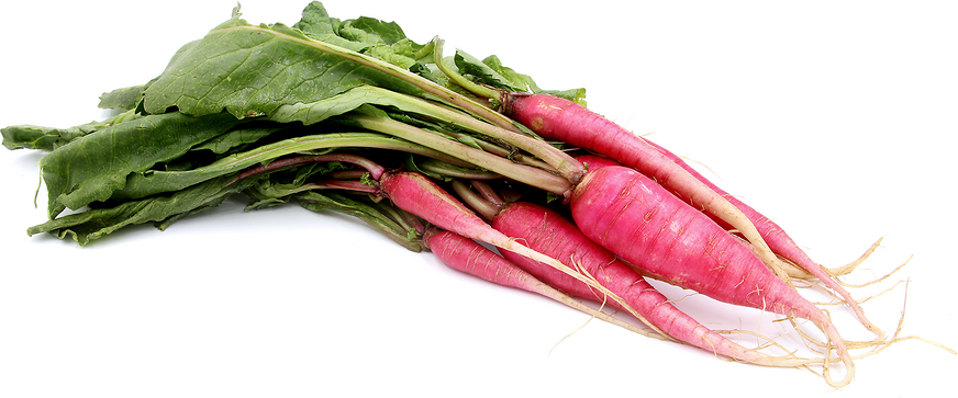 Shunkyo Radish picture