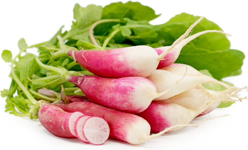 French Breakfast Radish picture