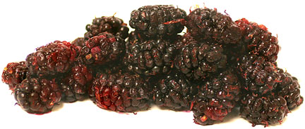 Mulberry Persian picture