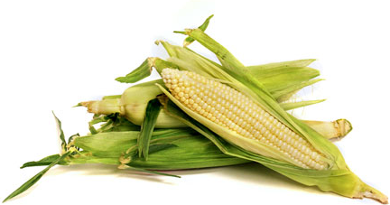 White Corn picture