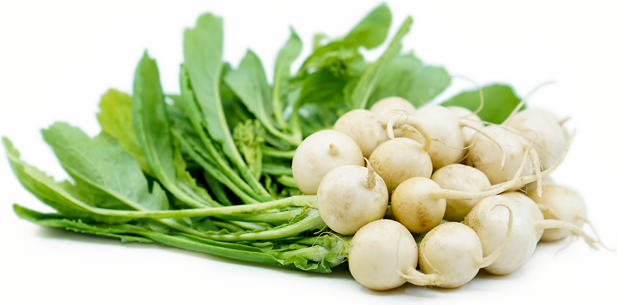 Japanese Turnips picture