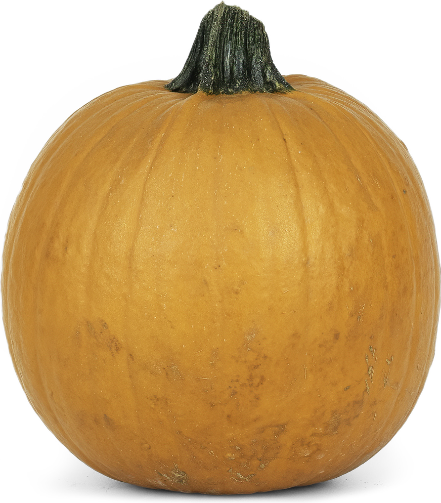 Pumpkins Medium (10-18lbs) picture