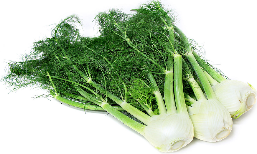 Organic Fennel picture