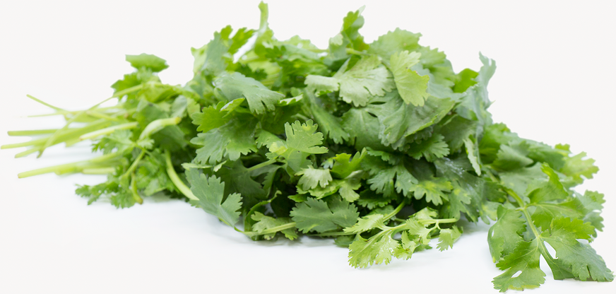 Organic Cilantro picture