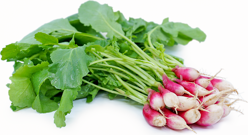 French Breakfast Radish picture