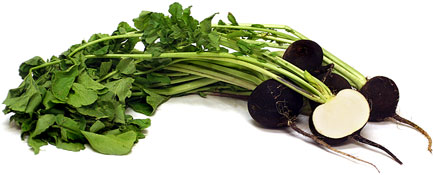 Black Radish picture