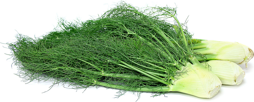 Fennel picture