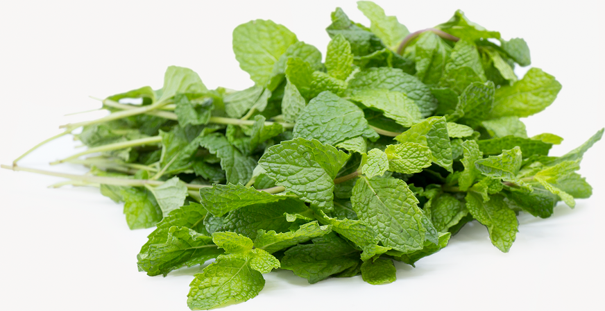 Organic Herbs Mint picture