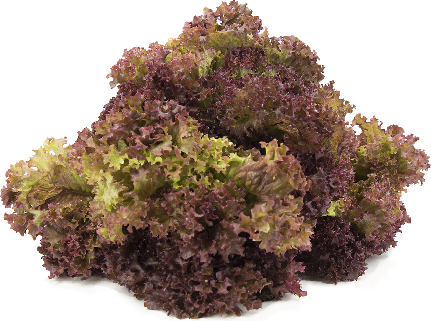 Lollo Rosso Lettuce picture