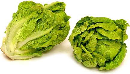 Green Gem lettuce picture